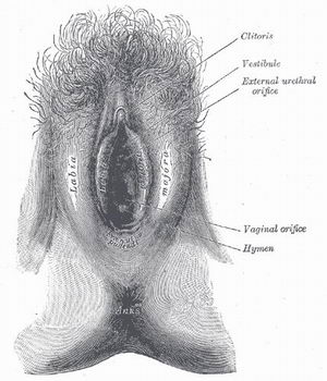 Labia Minora